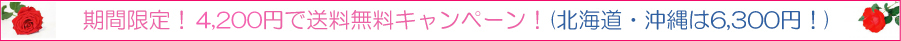 �����Â��茤���� �����@�L�����y�[��